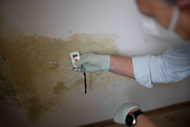 Best Environmental Consulting for Mold Prevention  in Oneonta, AL